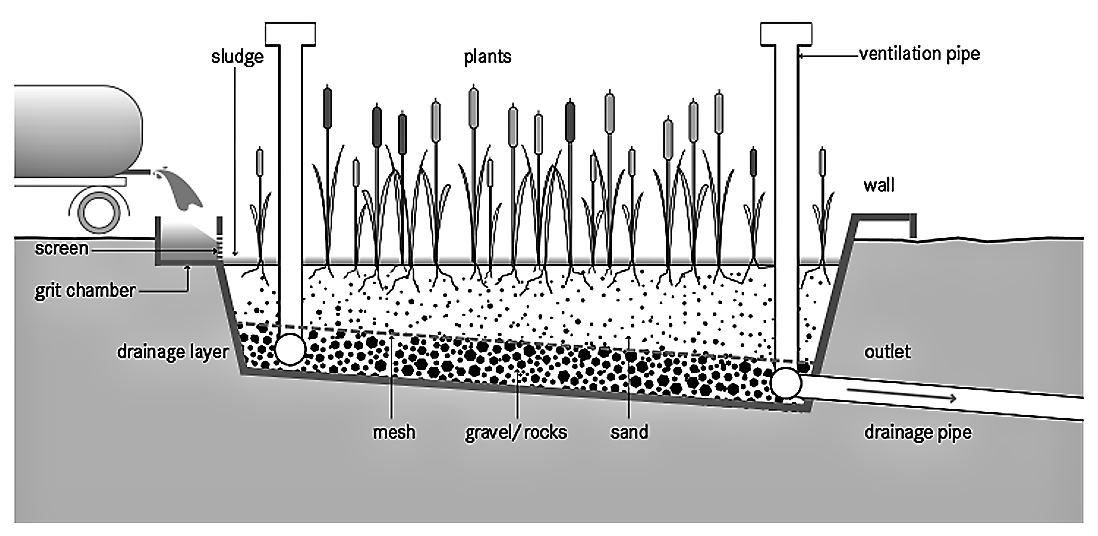 Planted Drying Beds SSWM Find tools for sustainable sanitation and